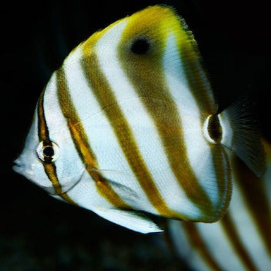 Occellate Butteflyfish