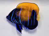 Majestic Angelfish - Captive Bred by Bali Aquarich