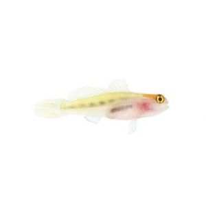 Red Head Goby - Captive Bred