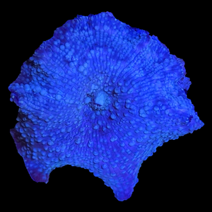 Mushroom - Blue Discosoma